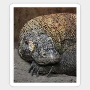 Komodo Dragon Sticker